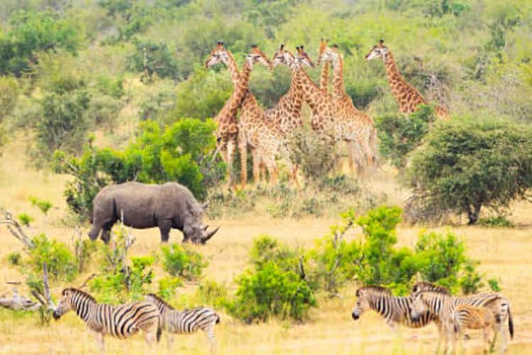 Big Five Expedition