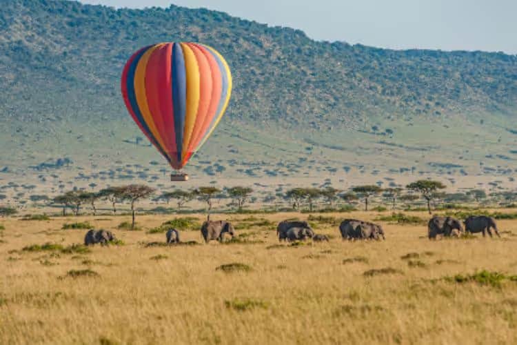 Experience Africa